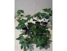 ������ ��������