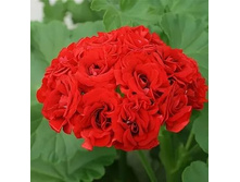 ������ ������� ���.jpg