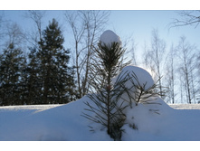 IMG 20210223 113748.jpg