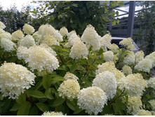 ��������� �����������