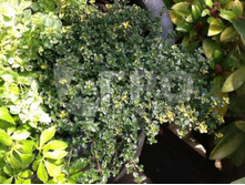 ������ �������