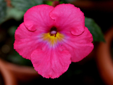 Candy Gerl - 100 ���.