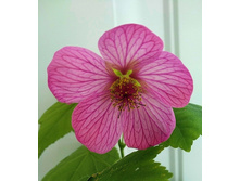 Eric Lilac - 250 ���.jpg