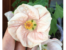 ��-������� ������ (�.�.) - 300 ���.