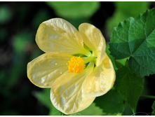 ������ ����� - 250 ���.