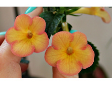 Sorrento - 200 ���.