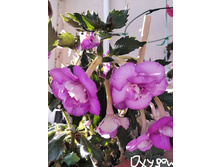 Oxygen (�.�) - 300 ���.