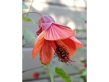 Fairy Coral Red - 250 ���.jpg