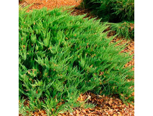 ���. ���.Tamariscifolia*