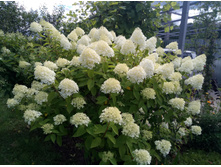 ��������� �����������