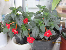 �������� Stan`s Delight (<<����� ������)