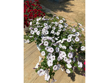 ���� �������, �� ���� �������