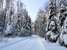 IMG 20210214 121251.jpg