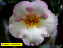 Hermanstadt - 100 ���.