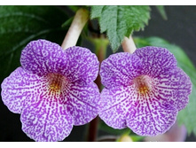 Lionheart-A - 300 ���.