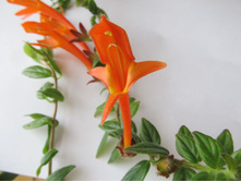 �������� Orange Sherbet - 150 ���.jpg