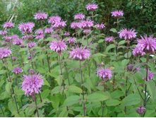 ������� ��������� ����