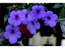 India - 100 ���.