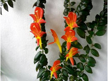 �������� Janella - 200 ���.