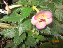 �������� Tropical Dusk