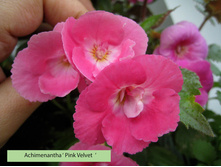 Pink velvet (�.�.) - 150 ���.