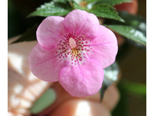 Liza - 80 ���.