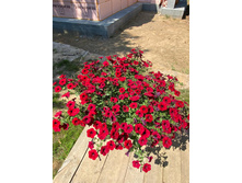 ���� �������, �� ���� �������