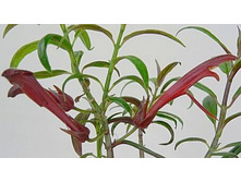 Sunset Spike - 200 ���.