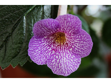 Lionheart-A - 300 ���.