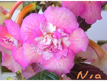 Nia - 350 ���.