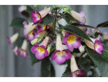 MM's Luna - 250 ���.