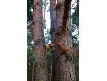 ��� ��� �� ����� .. �������!