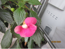 �������� Silvia Cagnani EG