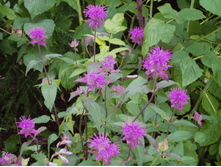 ������� ��������� �����������