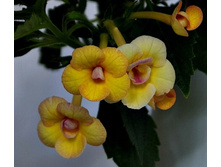 Yellow Fever - 100 ���.