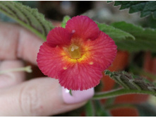 MM's - 0417 -250 ���.