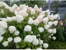 ��������� �����������