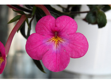 Painted lady - 100 ���.