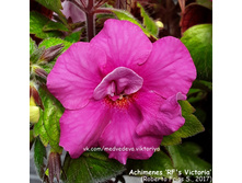 Rf's Victoria (�.�.) - 250 ���.