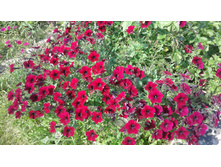 �.�������