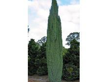 ���. �����.���������*