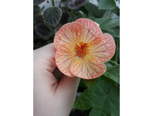 ��-1-2018 - 200 ���.