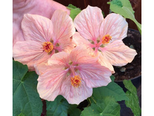 ��-����� - 300 ���.jpg