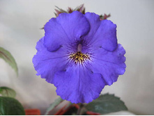 Blue Bird - 180 ���.