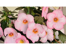 Fallen Angel - 120 ���.