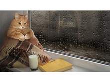 ����� �� ���� ...