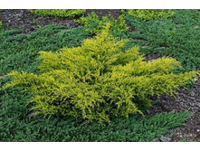 ������������ ������� (Juniperus media Old Gold) C3 40-60,798 ���