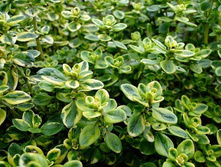 ������ ������ �����