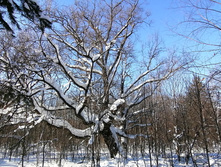 IMG 20210223 123619.jpg