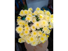 ���������� ����������� bransound lemon No8